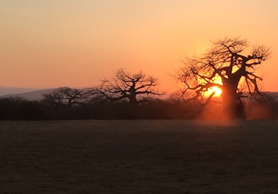 Tansania auf eigene Faust Baobabs im Sonnenuntergang