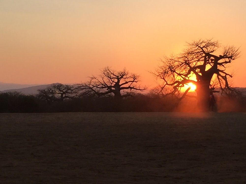 silhouette of tree during sunset