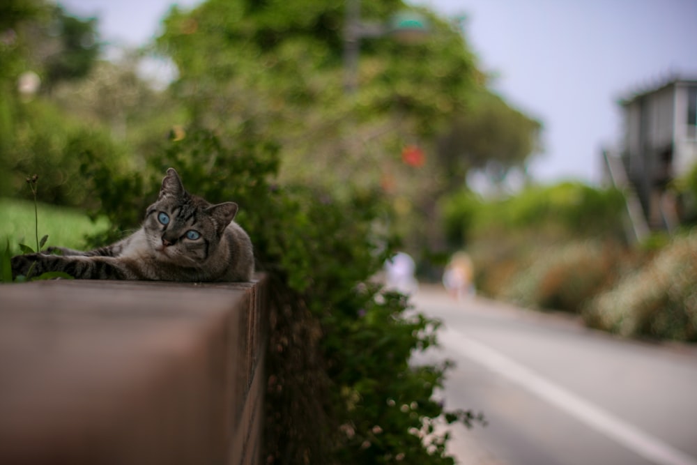 a cat laying on the side of a road