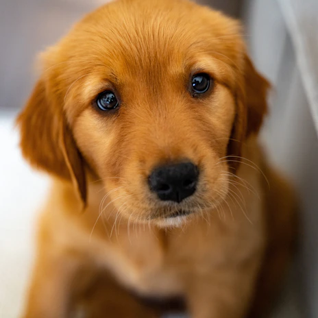 Close-up of a golden retriever puppy's curious eyes peeking out from soft fur.