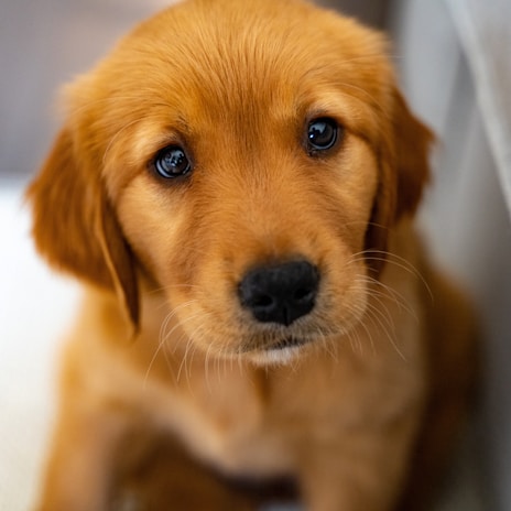 Close-up of a golden doodle puppy with bright eyes and a playful expression.