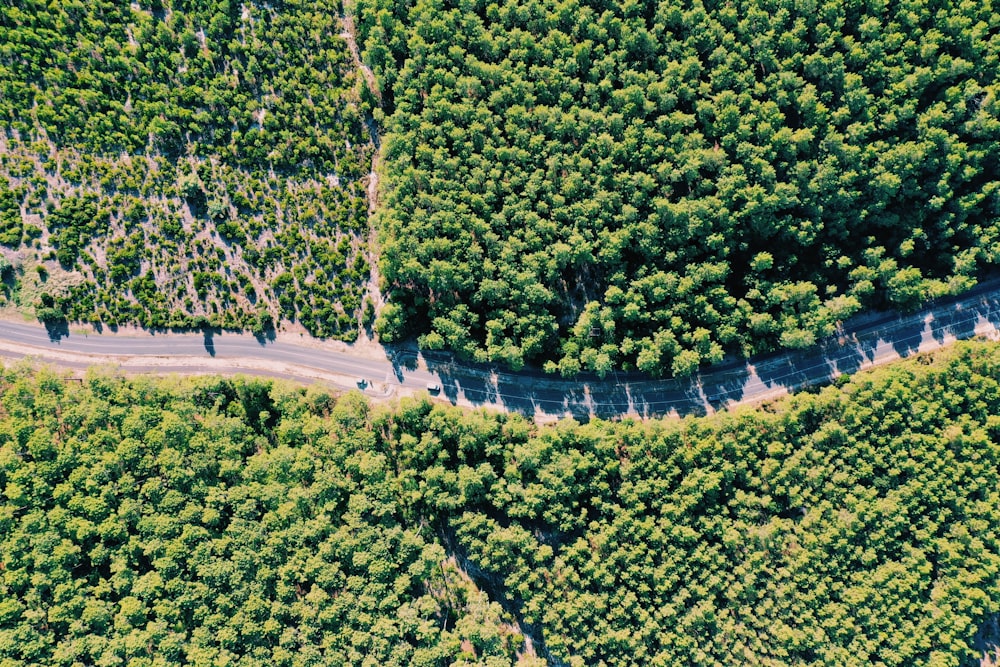 arbres verts sur la route en béton gris pendant la journée