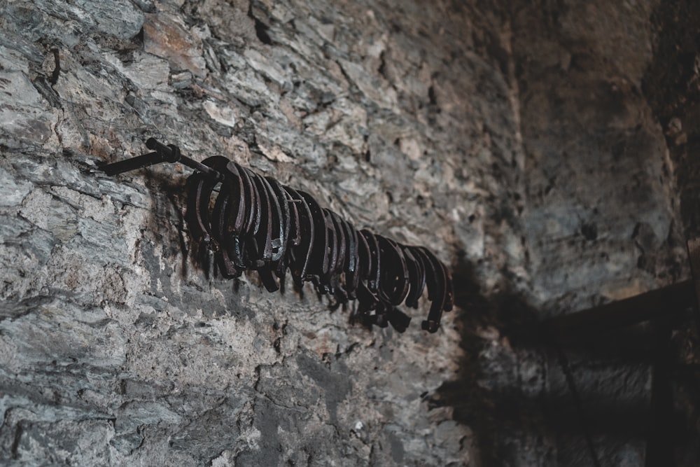 black and brown caterpillar on brown rock