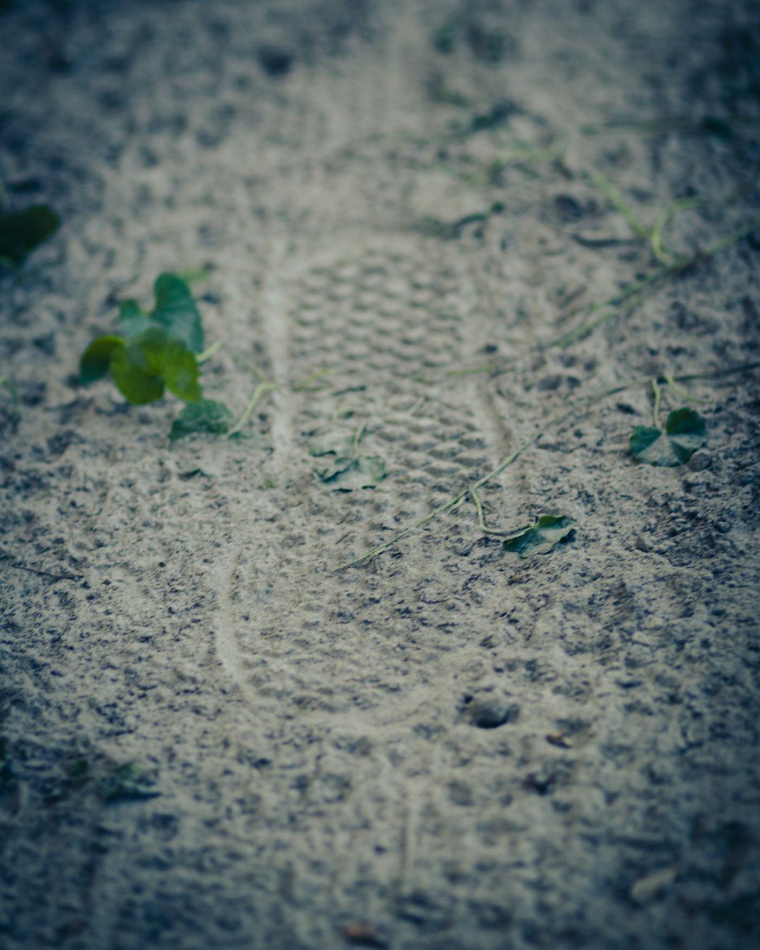 green leaf on gray sand