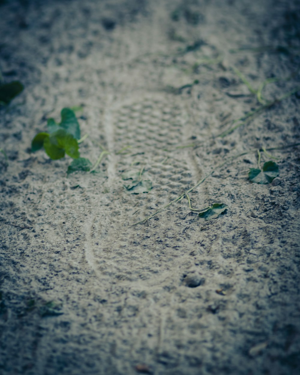 회색 모래에 녹색 잎