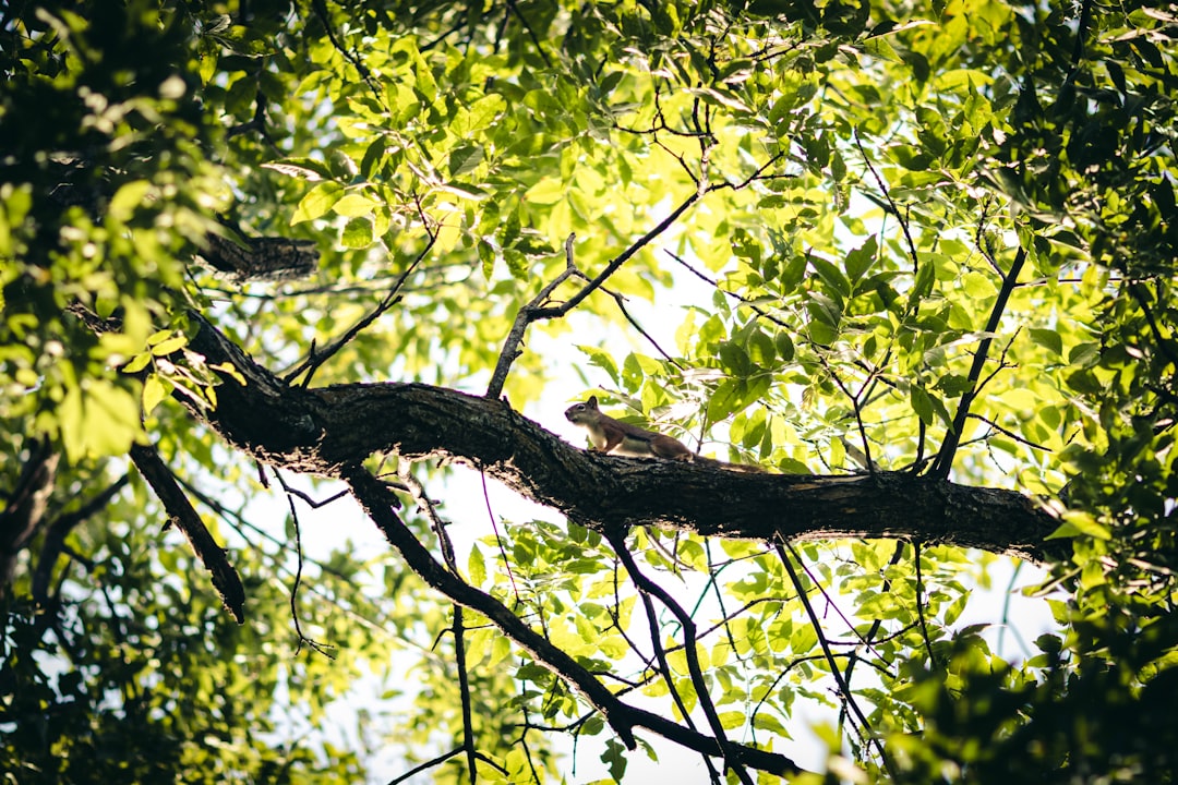 brown bird on tree branch during daytime