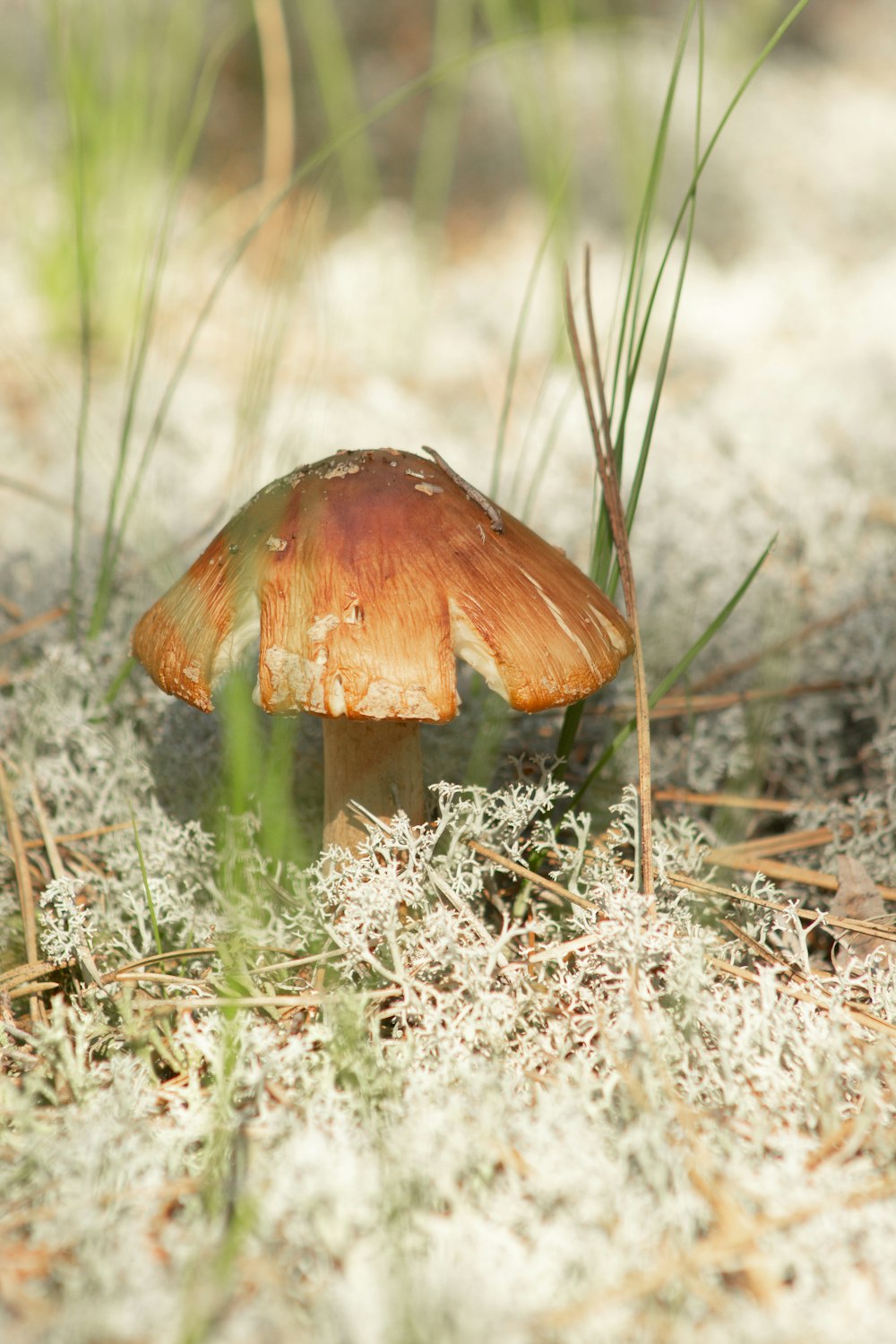 brown and white mushroom on green grass during daytime