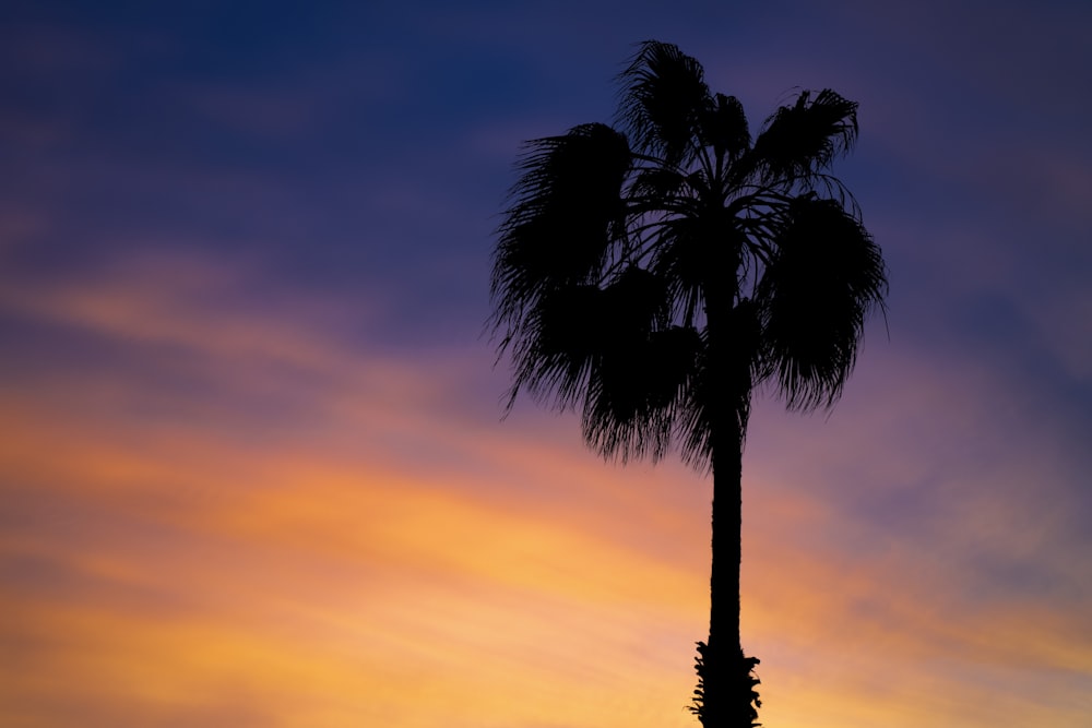 silhouette of palm tree during sunset