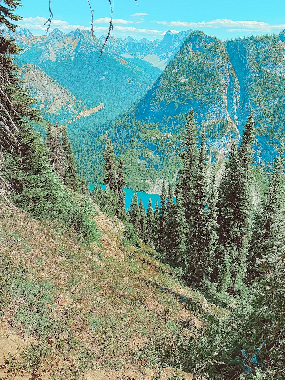 green pine trees on mountain during daytime