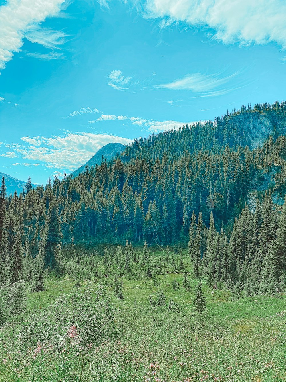 green and brown trees under blue sky during daytime