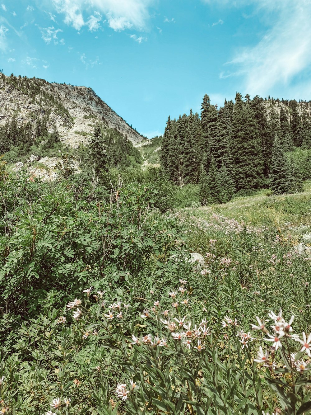 pink flowers on green grass field near gray mountain under blue sky during daytime