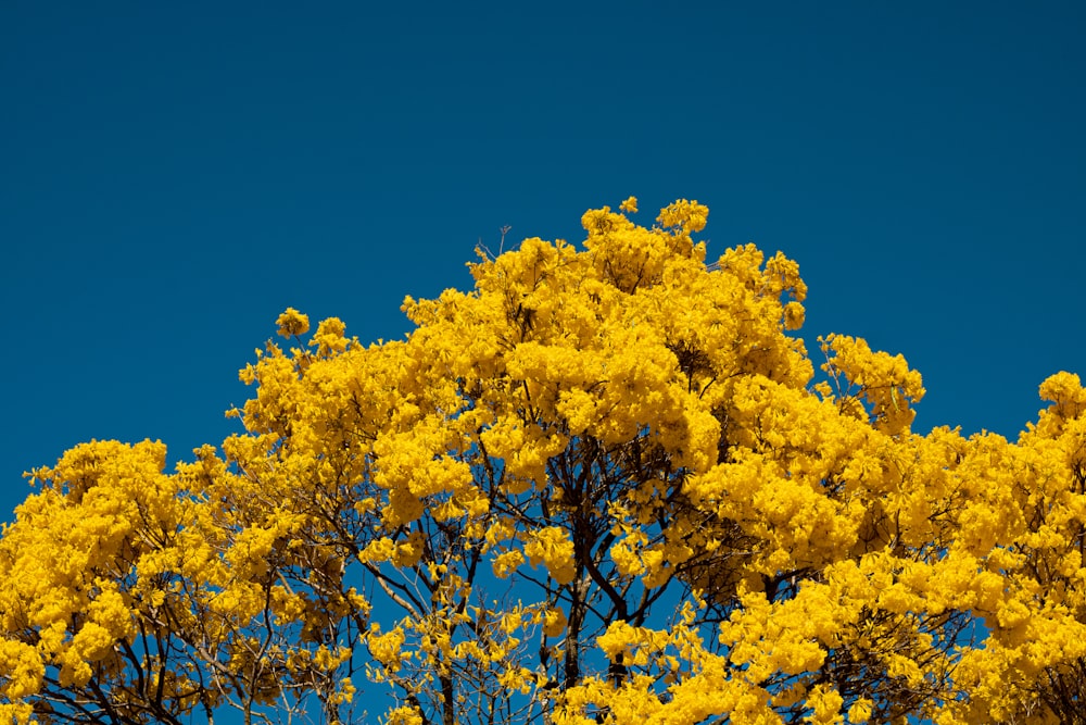 昼間の青空に黄色い葉の木