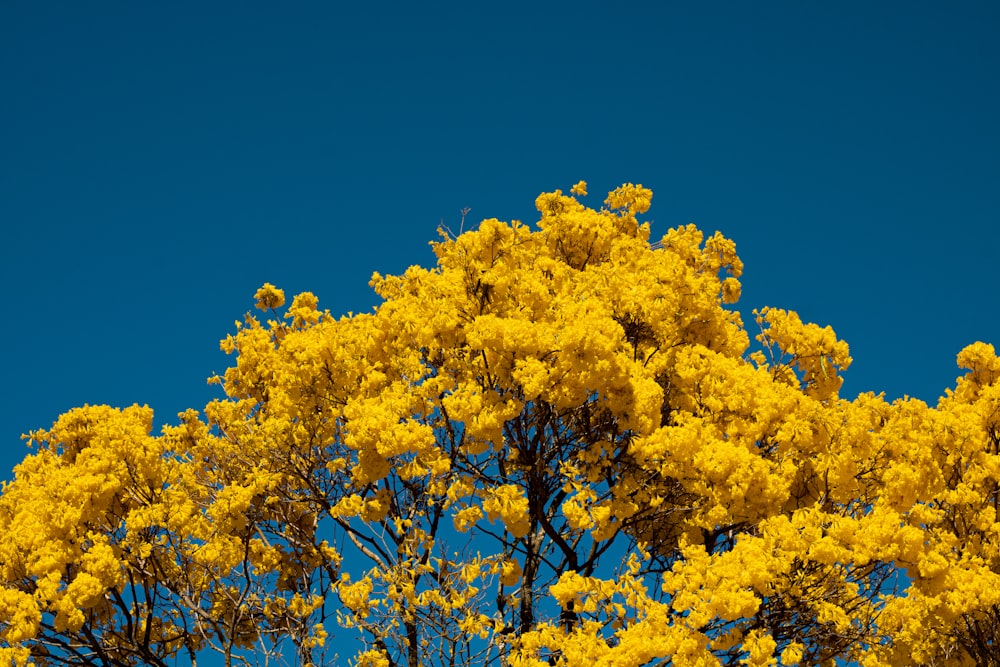 yellow leaf tree under blue sky during daytime