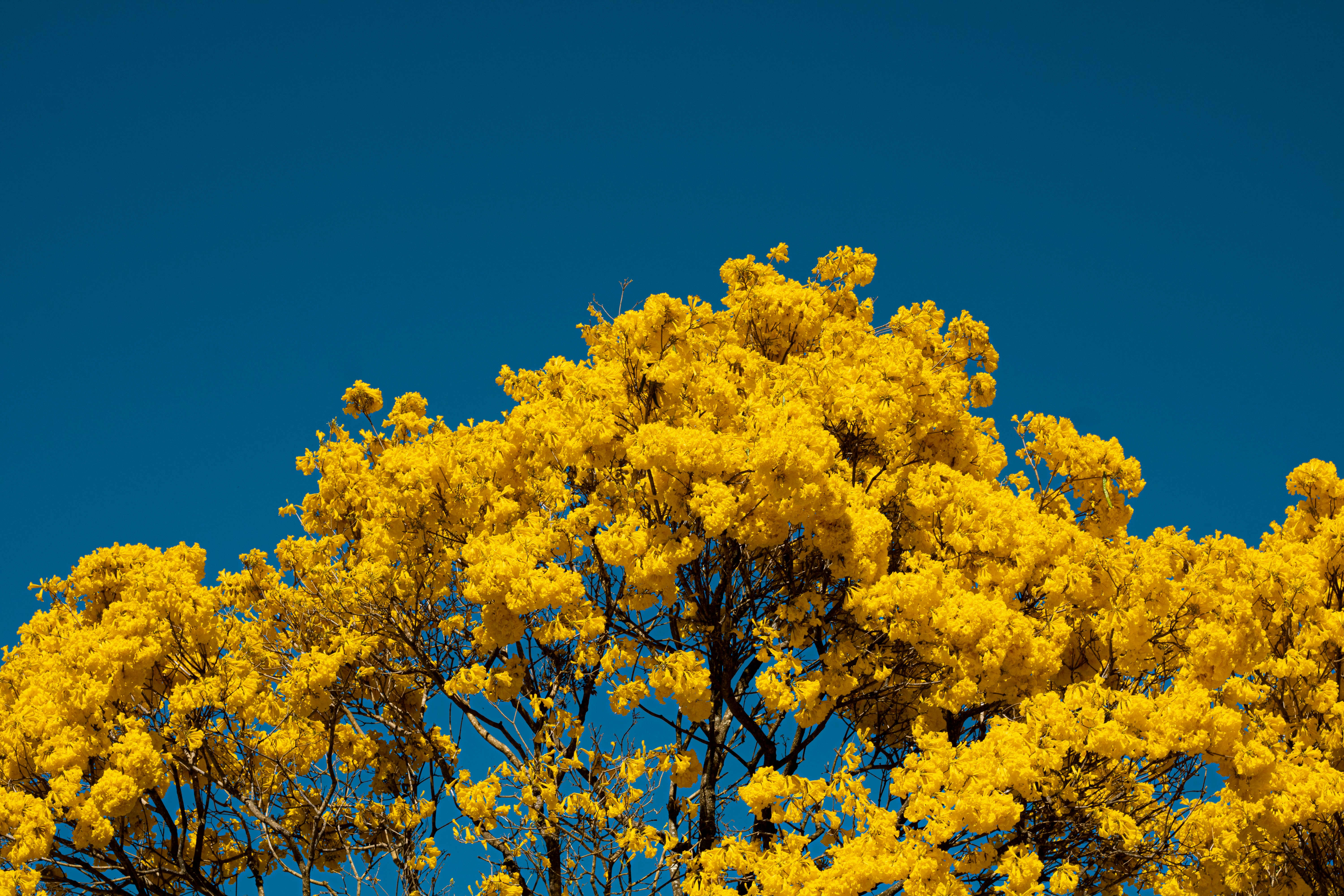 yellow leaf tree under blue sky during daytime