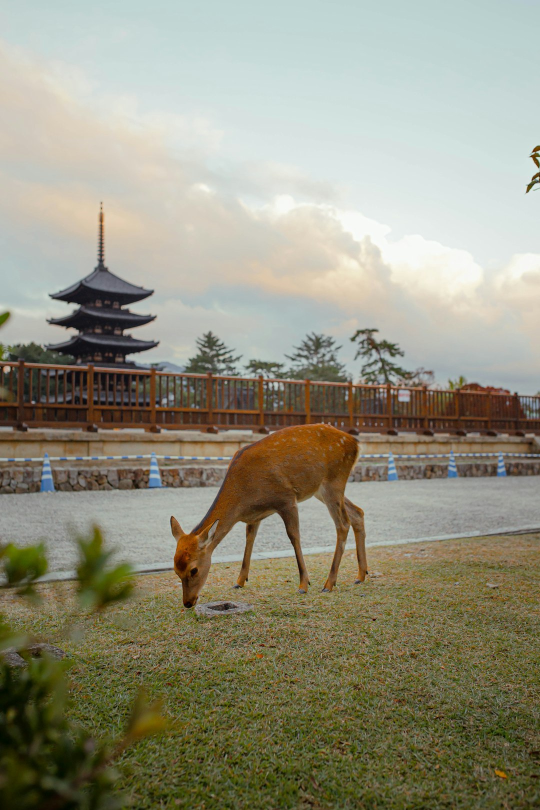 Temple photo spot Nara Tōdai-ji