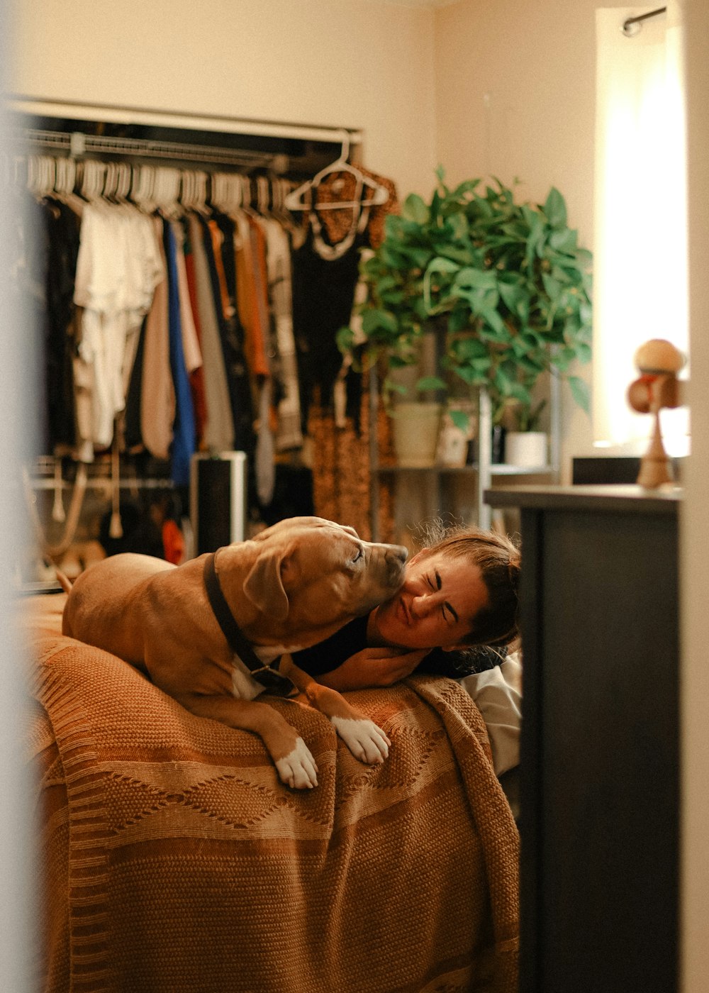 brown short coated dog lying on brown textile