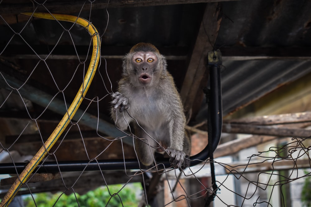 macaco marrom na cerca preta do metal