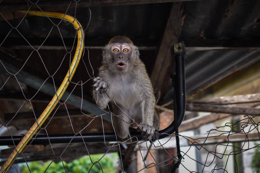 brown monkey on black metal fence