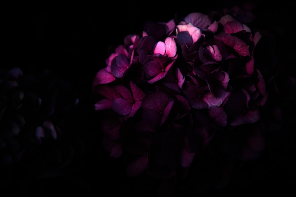 黒い背景にピンクの花