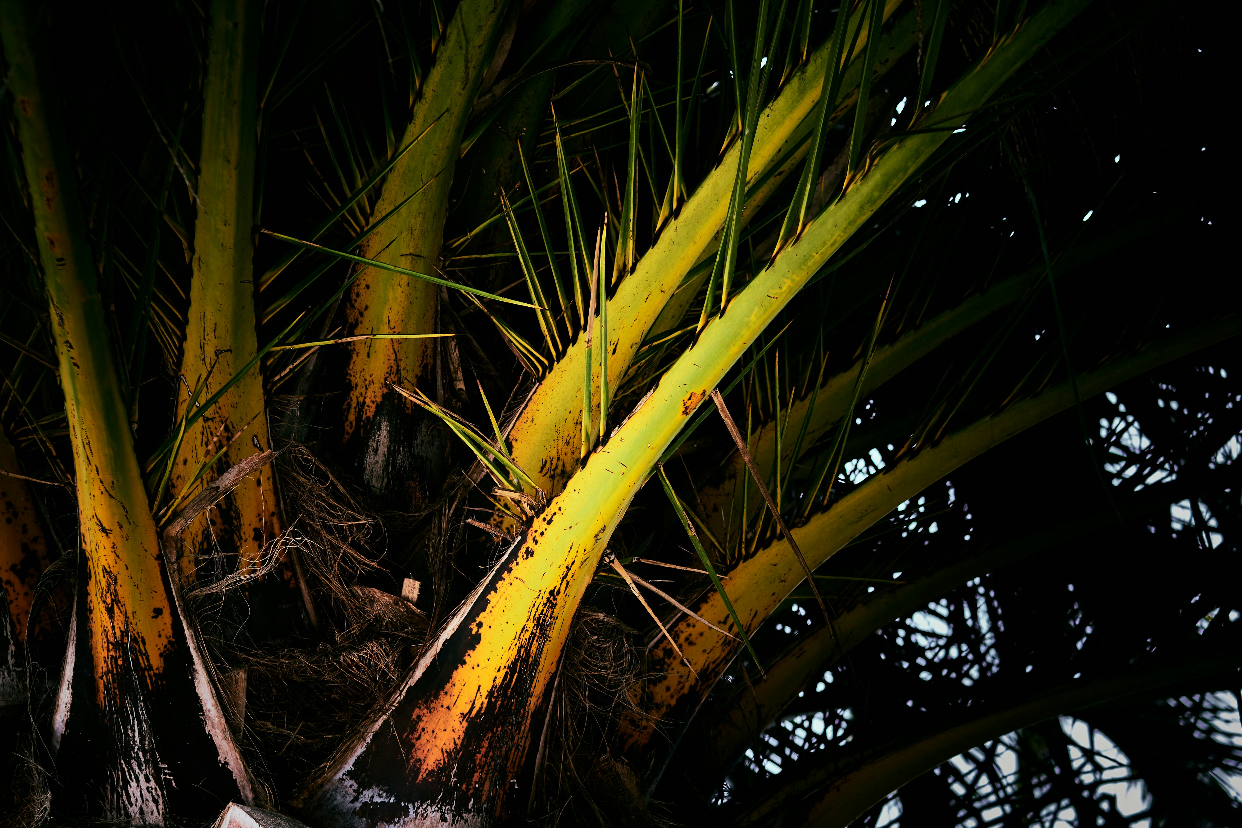 Palm Bud with Rot Symptoms