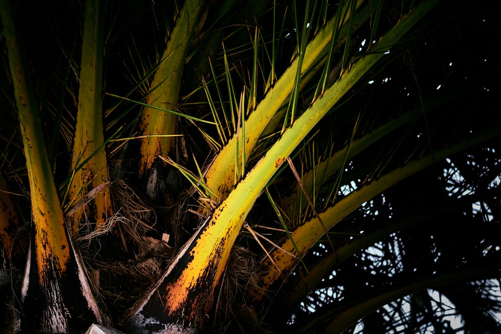 grüne Palmenpflanze auf braunem Boden