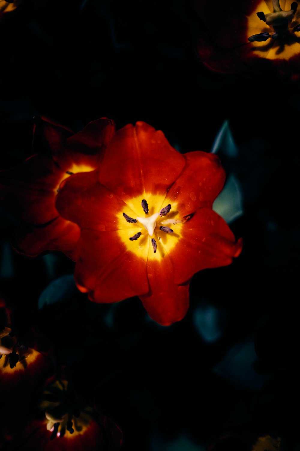 red flower in close up photography