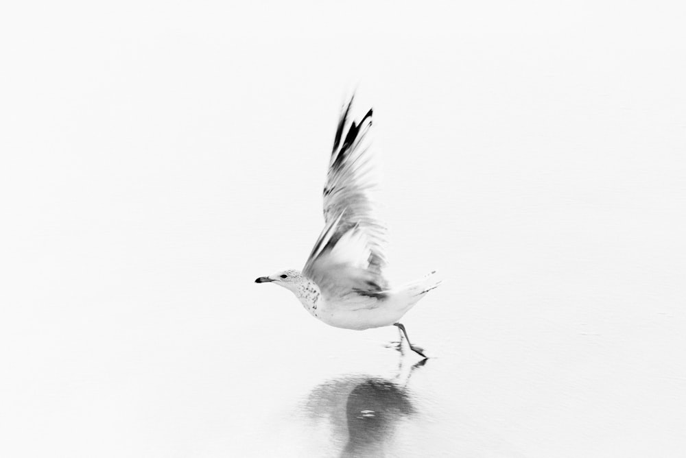 grayscale photo of bird flying