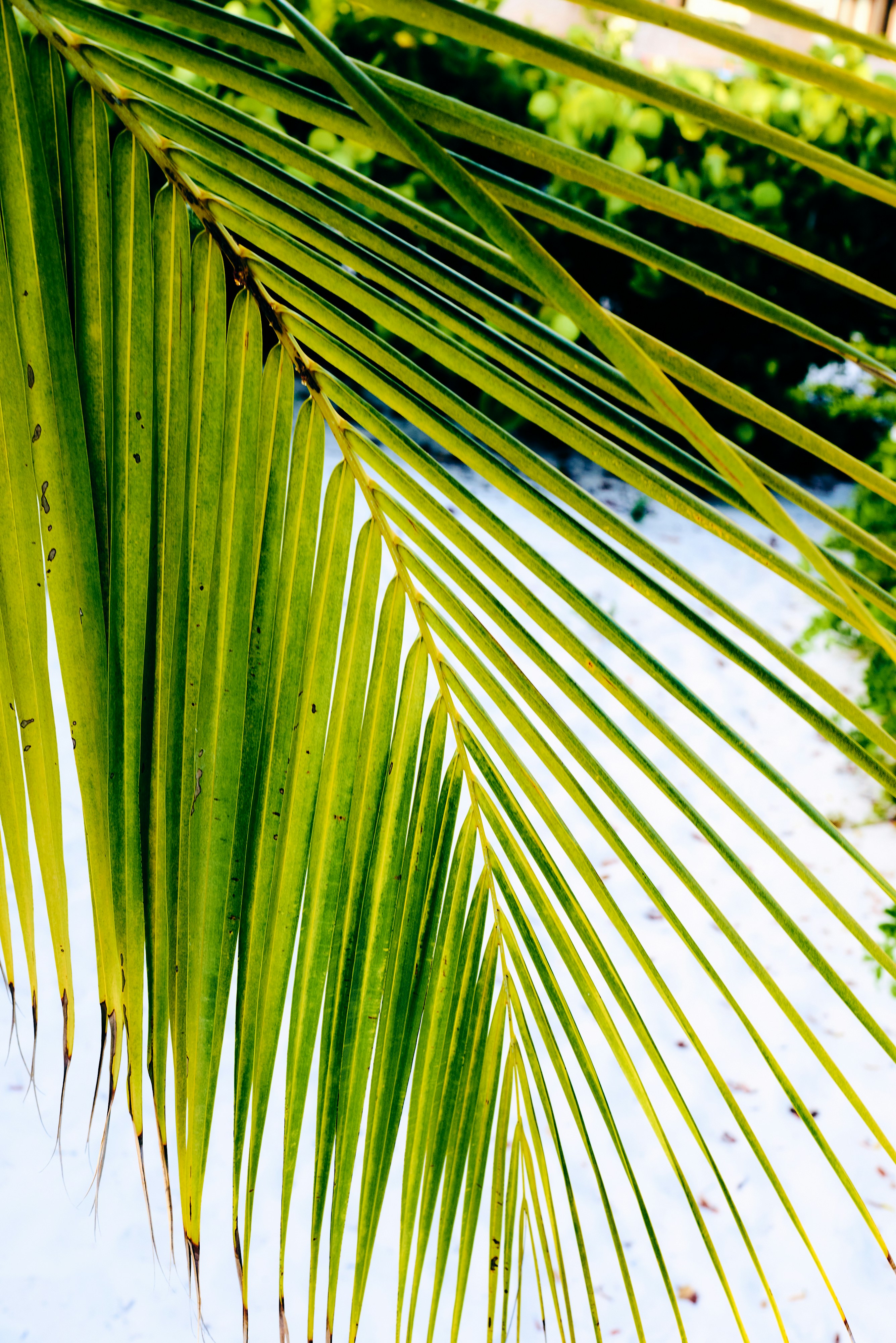 Photo by _christianlambert