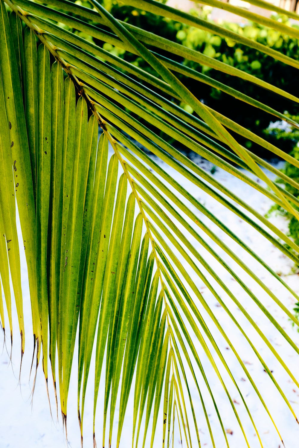 green leaf tree during daytime