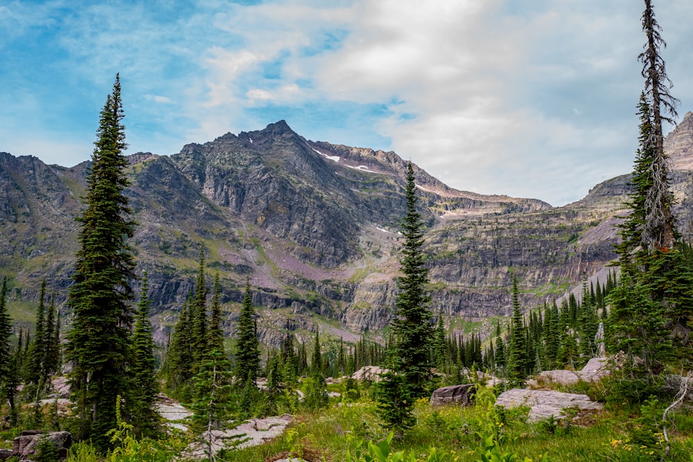 green pine trees near mountain under white clouds and blue sky during daytime