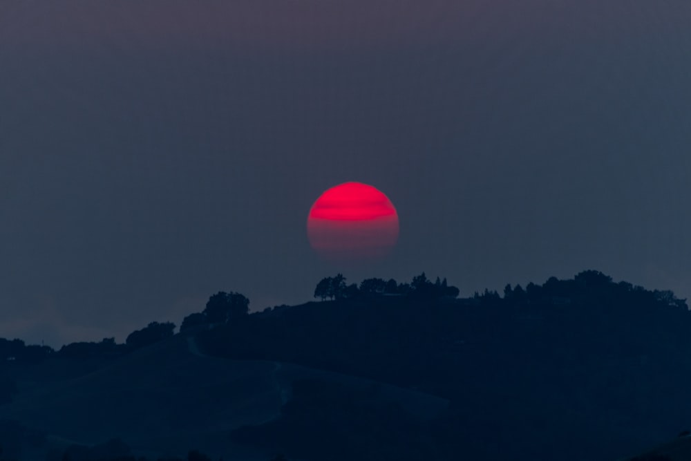 silhouette of trees during sunset