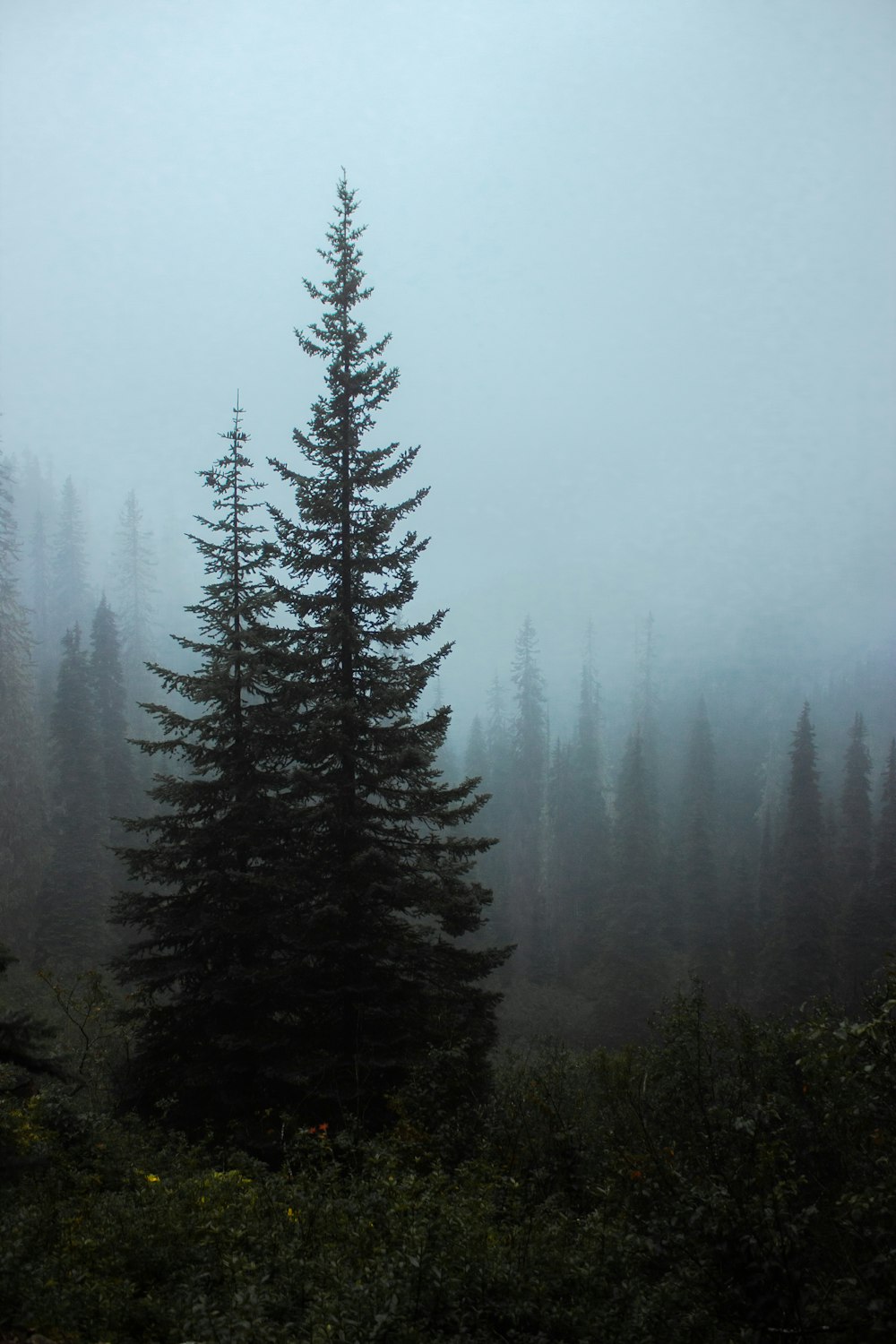 green pine trees covered with fog