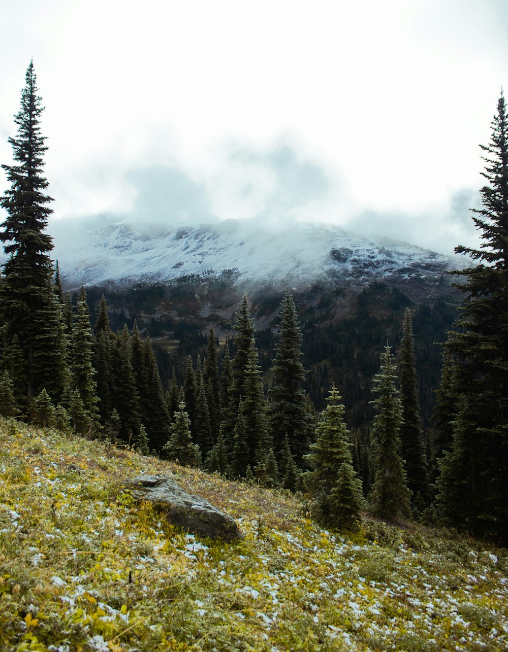 green pine trees on mountain