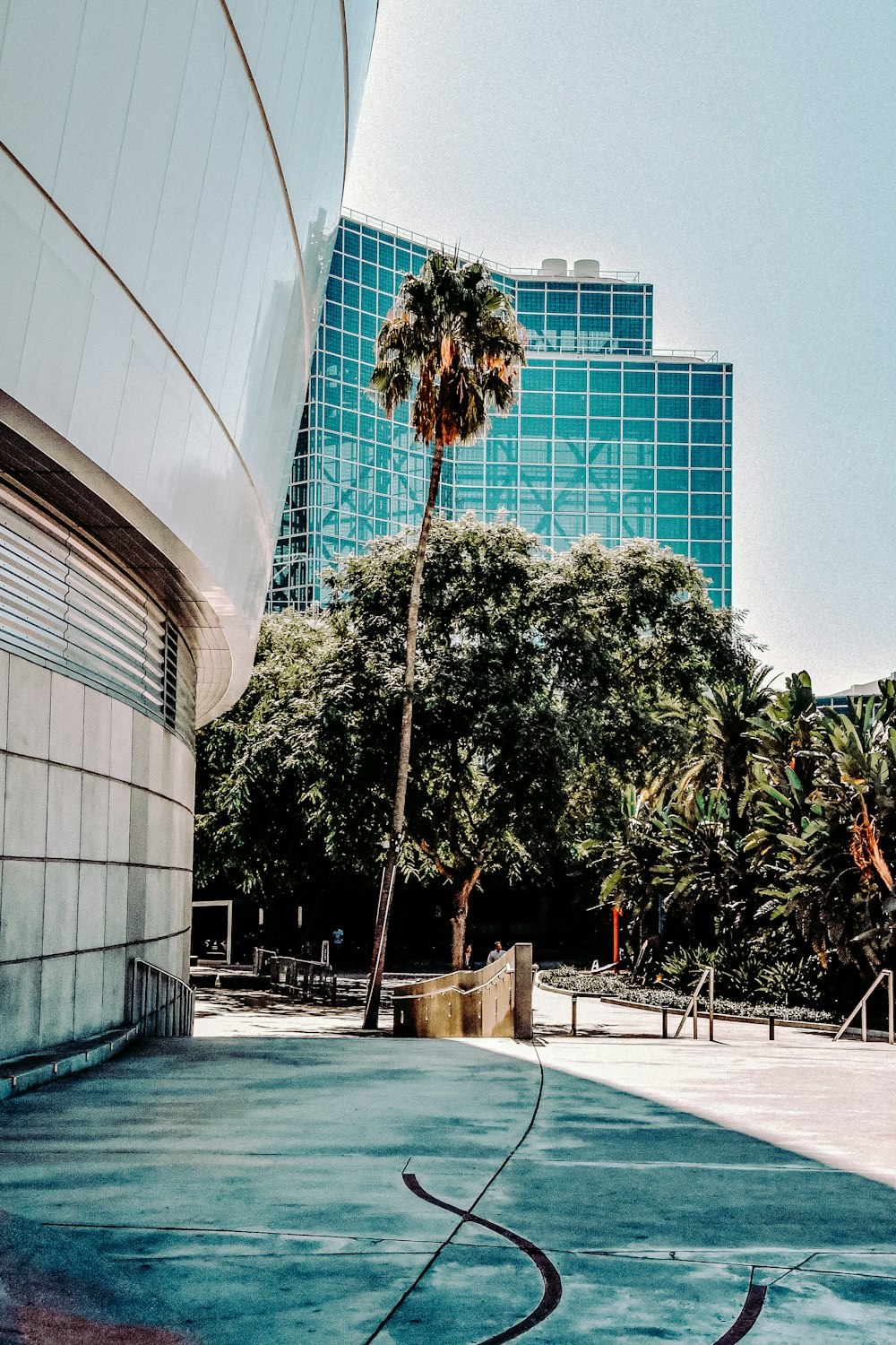 green palm tree near white building