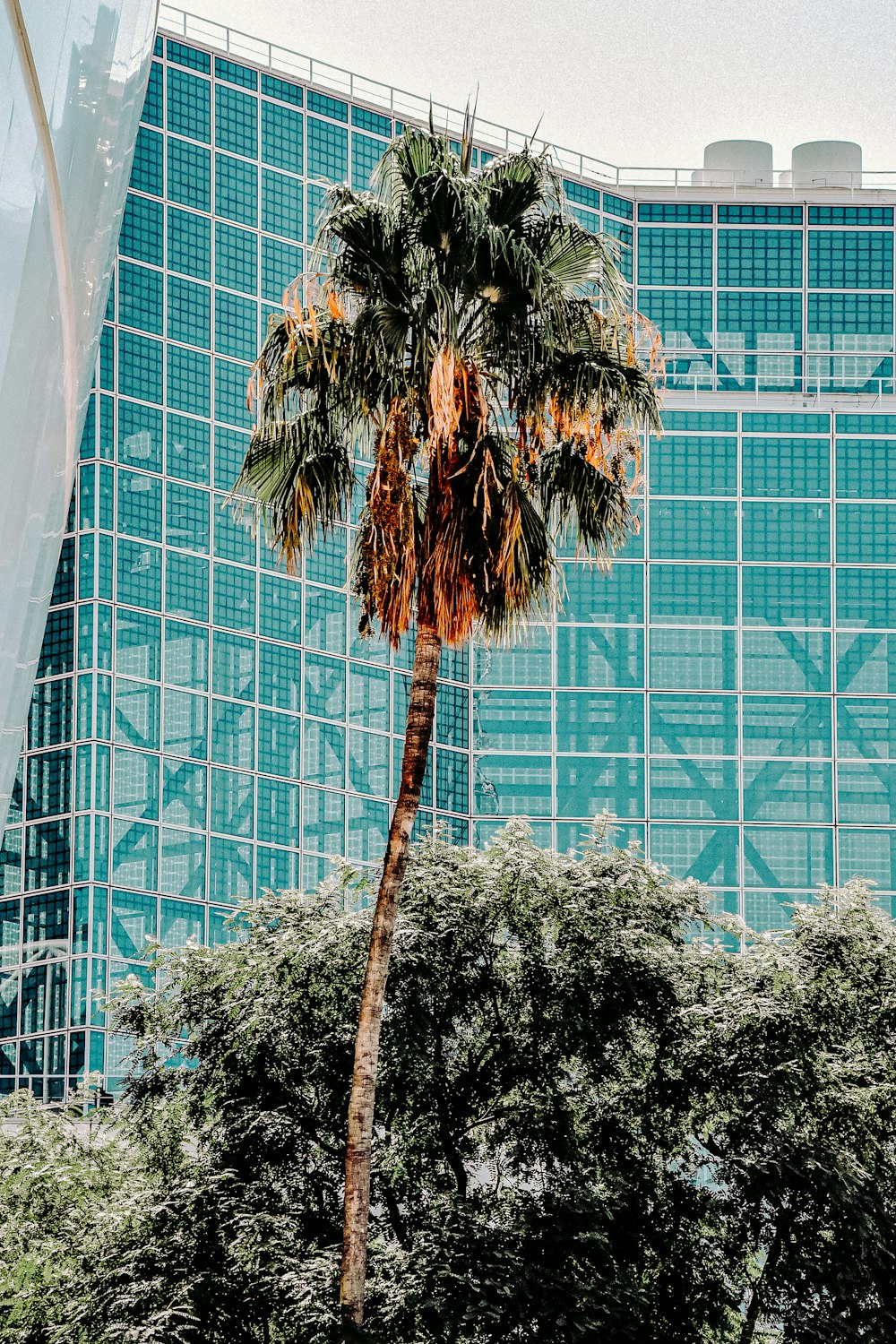 brown and green tree near glass building