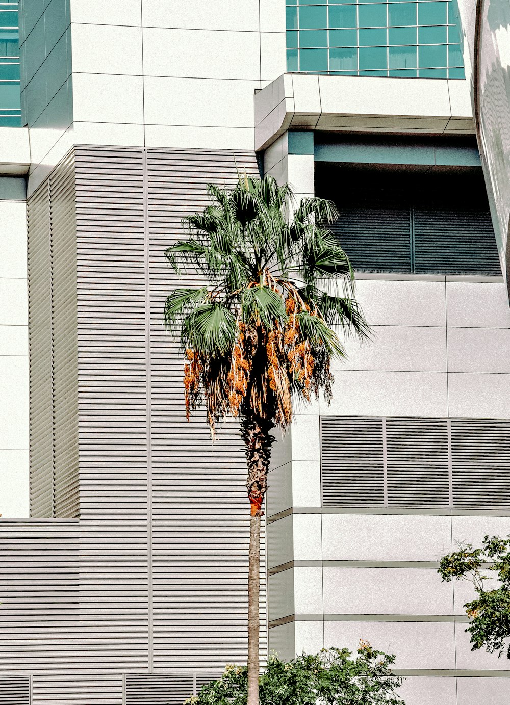 green and brown tree in front of white concrete building