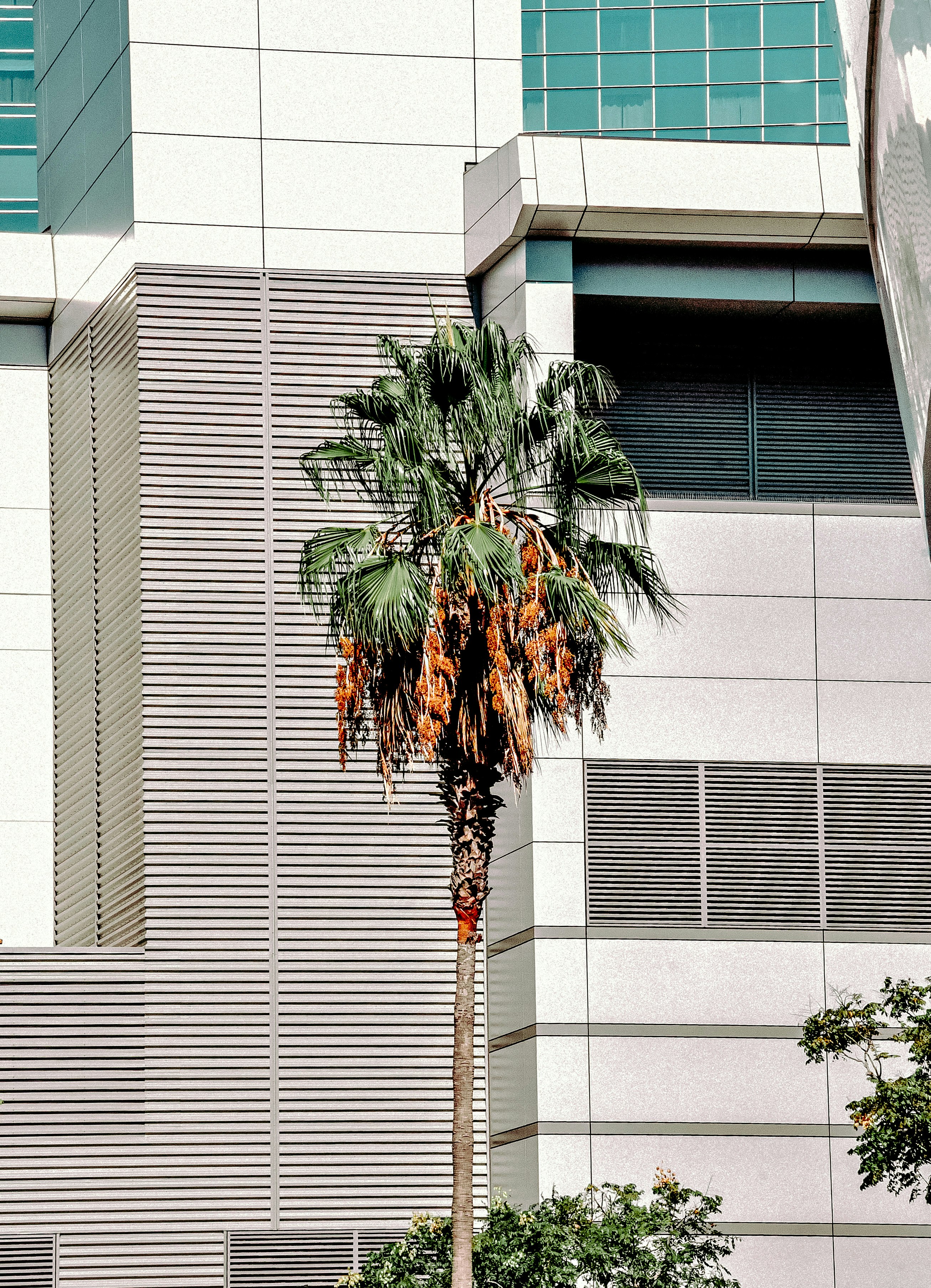 green and brown tree in front of white concrete building