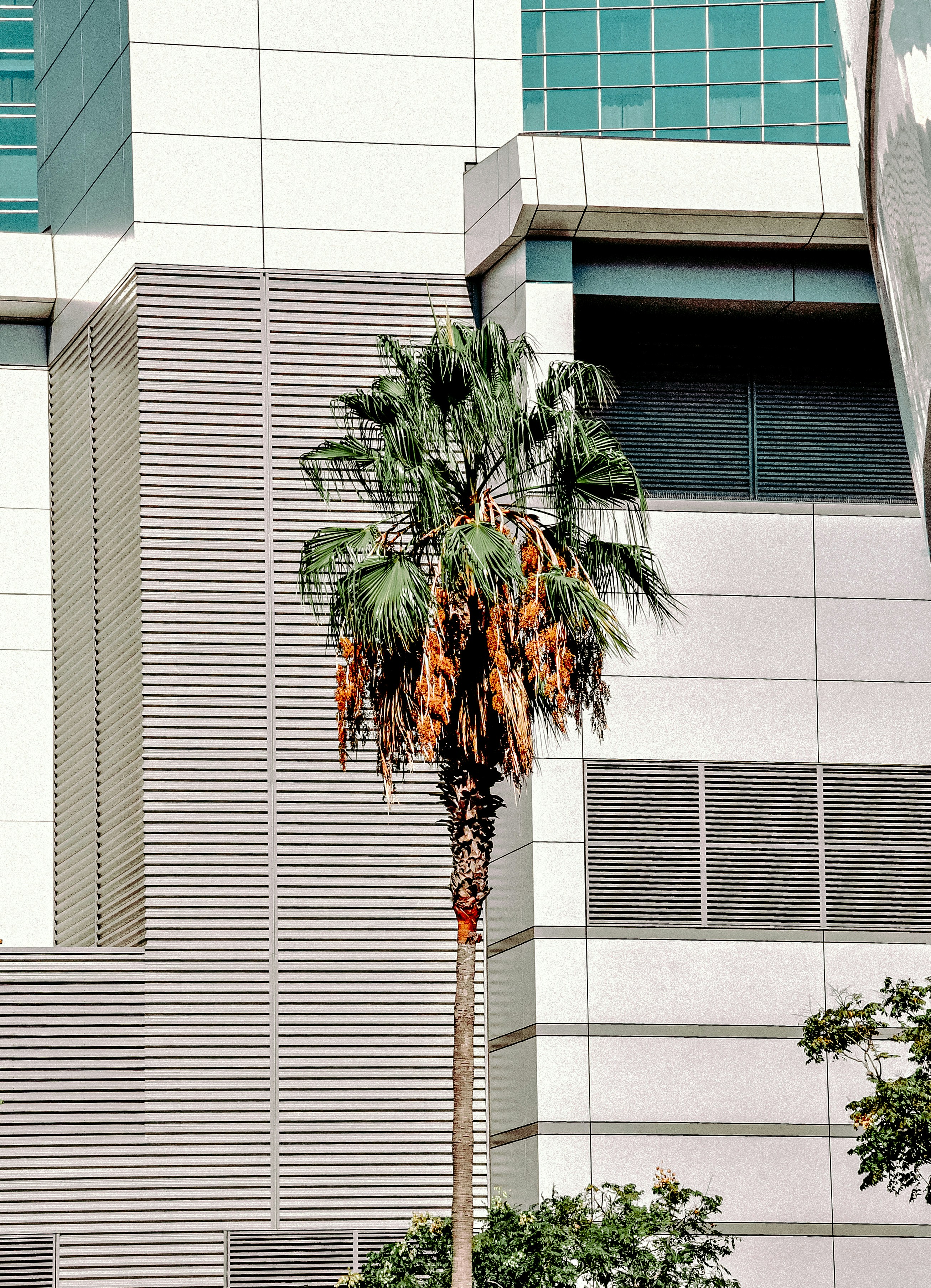 Palm in the city
