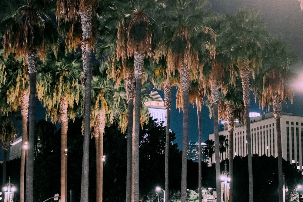 green palm trees near white building during daytime