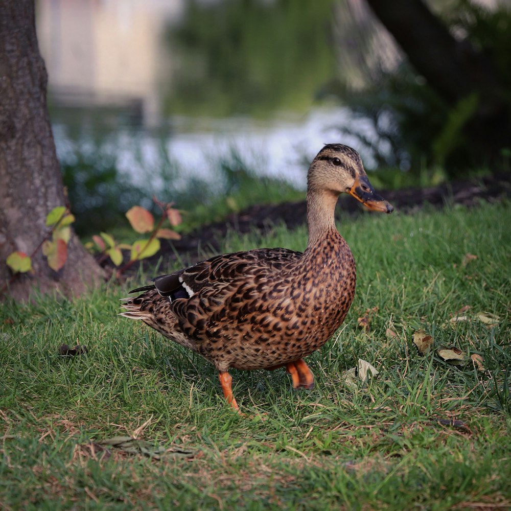 brown duck on green grass during daytime