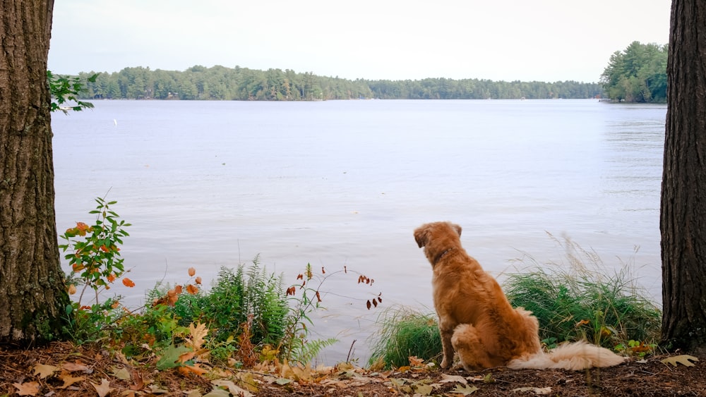 brown short coated dog on green grass near body of water during daytime