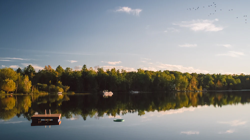 Green trees beside a lake under blue sky