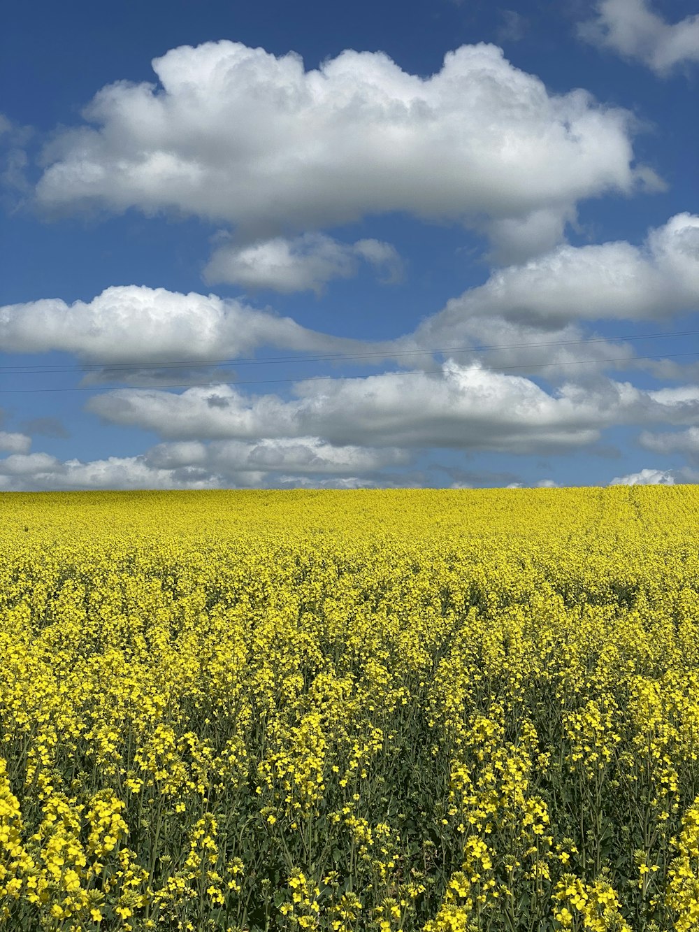 yellow flower field under white clouds and blue sky during daytime