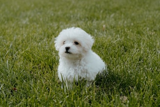 A cute Samoyed puppy playing in the grass.