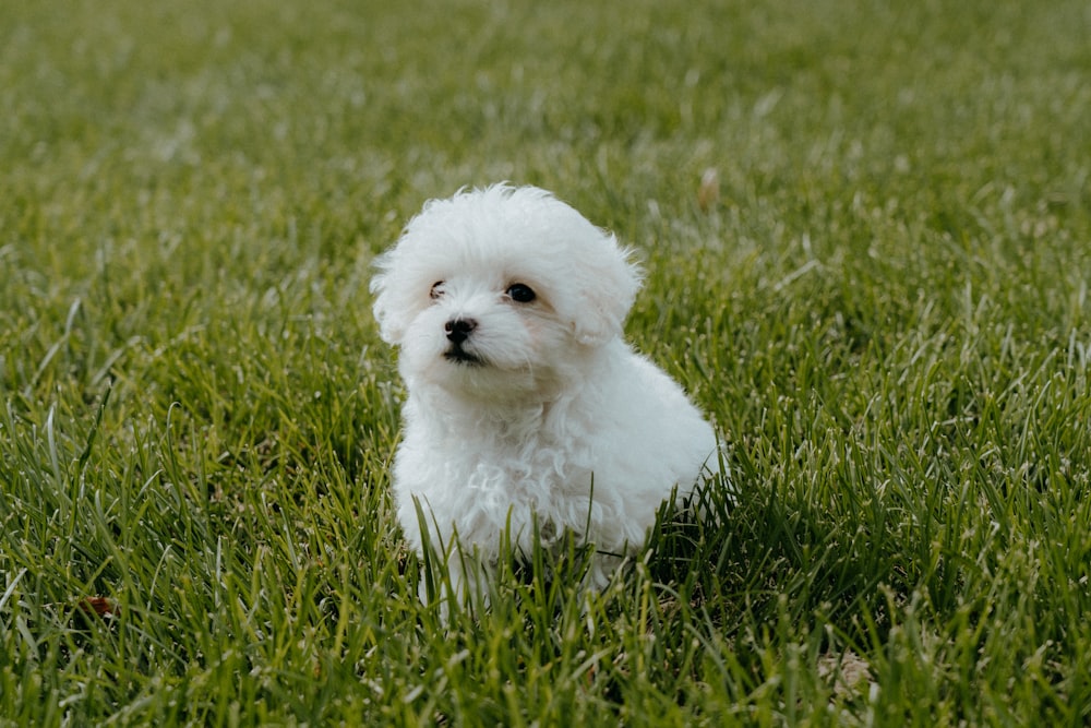 white long coat small dog on green grass field during daytime