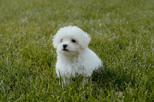 Uzun çimenlik alanda oturan kıvırcık tüylü beyaz Maltipoo yavrusu