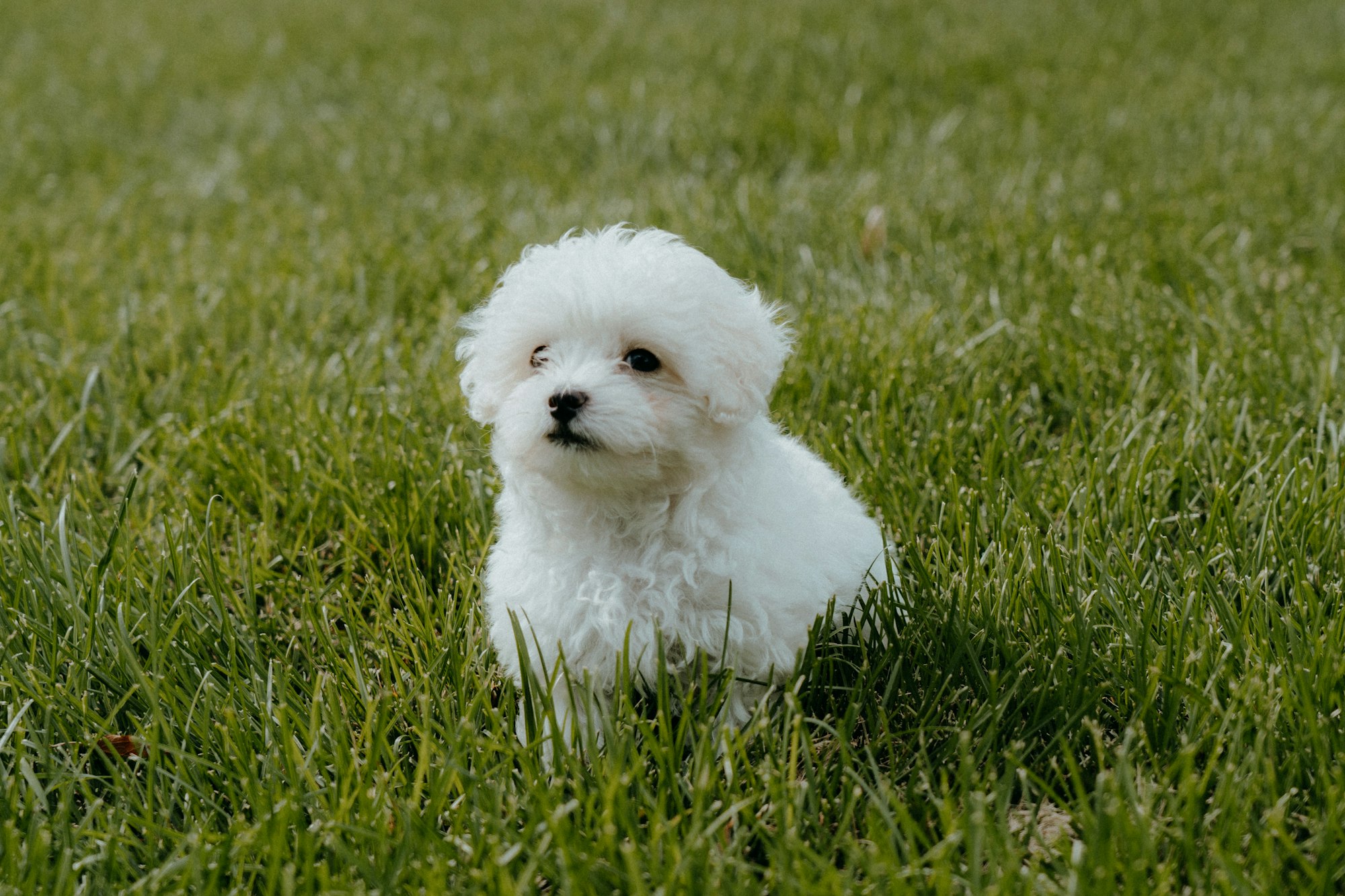 maltipoo puppy