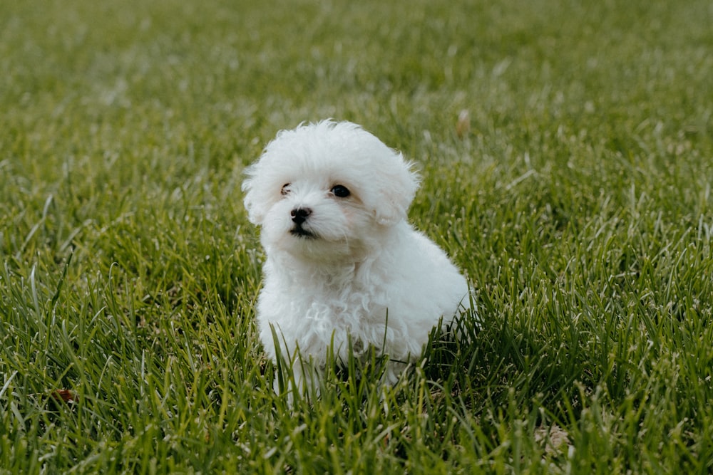 昼間の緑の芝生の上の白いロングコートの小型犬