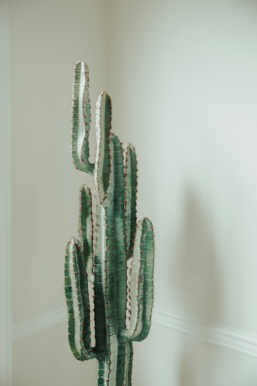 green cactus plant on white wall