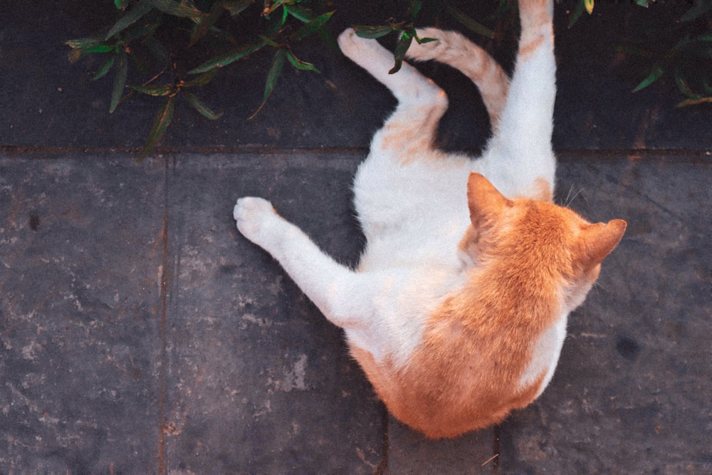 orange and white cat lying on black wooden floor